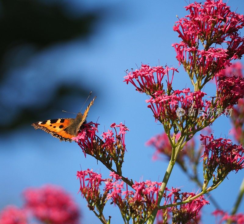 红缬草(Centranthus ruber)上的小龟甲